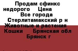 Продам сфинкс недорого  › Цена ­ 1 000 - Все города, Стерлитамакский р-н Животные и растения » Кошки   . Брянская обл.,Брянск г.